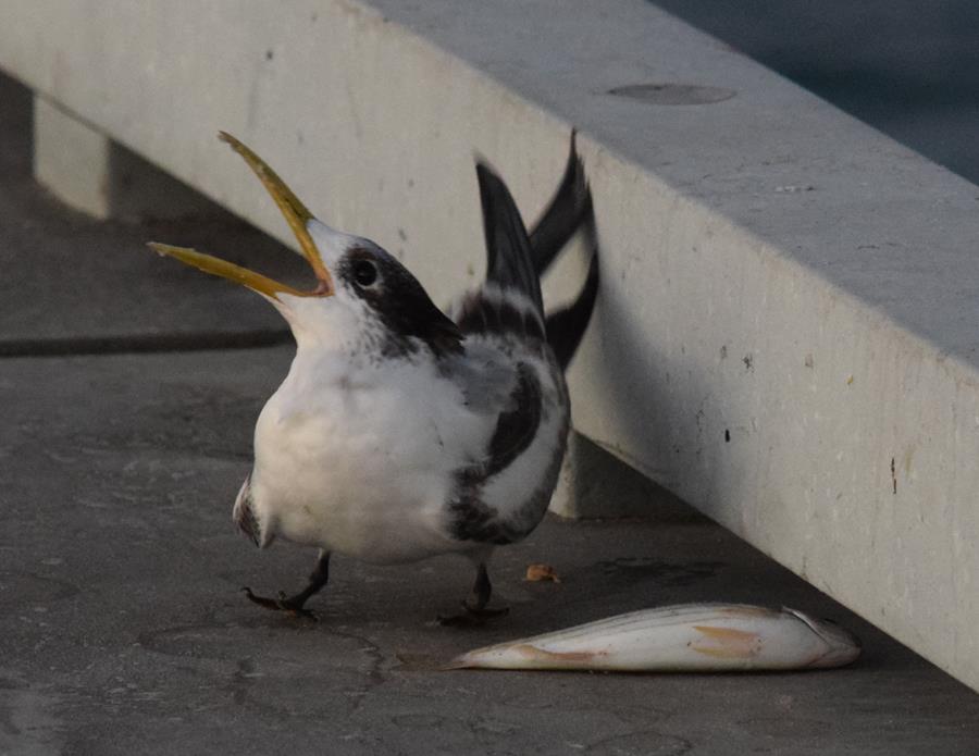 Tern crested 012.JPG